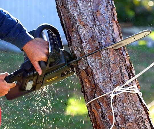 Спил деревьев в Минеральных Водах и  Ставропольском крае